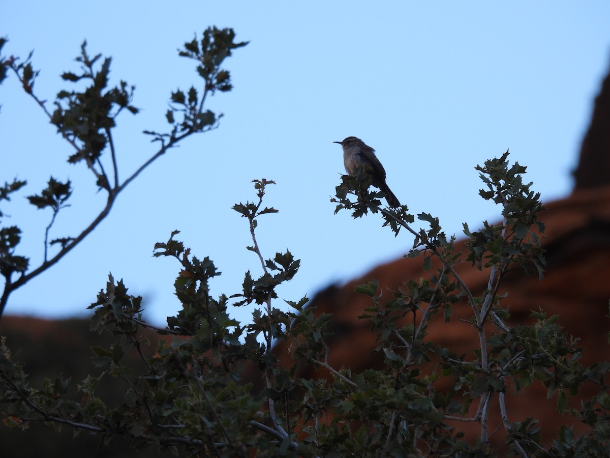 Bewick's Wren - Bosco Greenhead