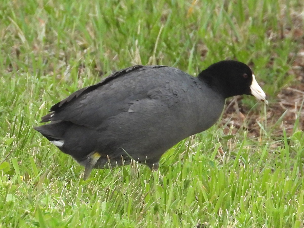 American Coot - Ted Hogg