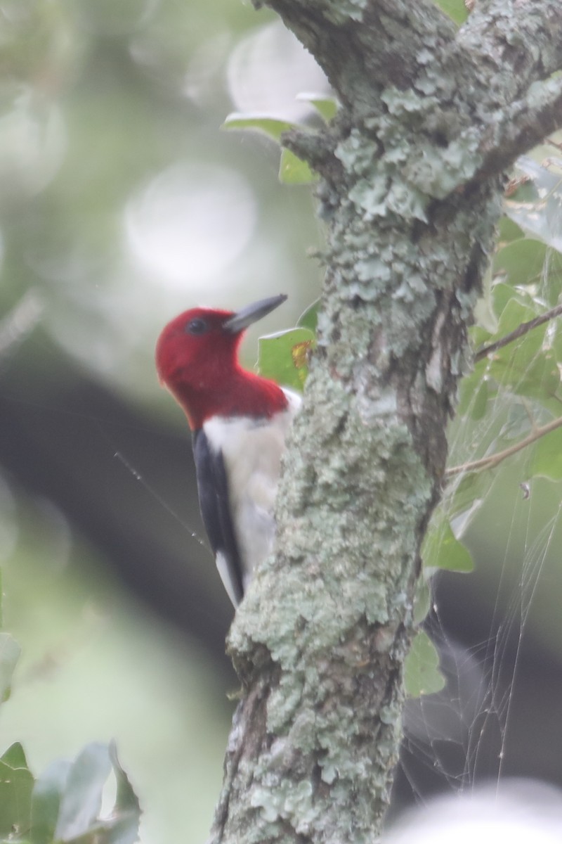 Red-headed Woodpecker - Emily Holcomb