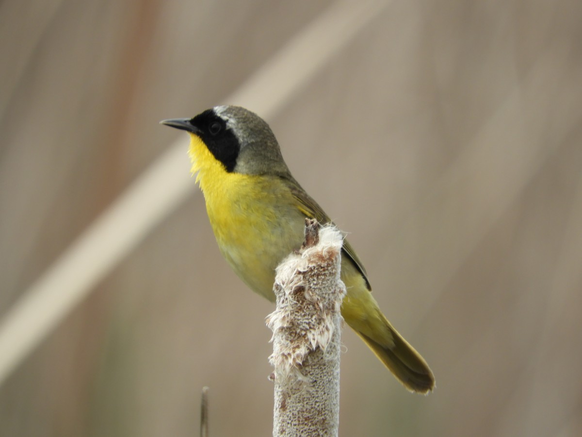 Common Yellowthroat - Thomas Bürgi