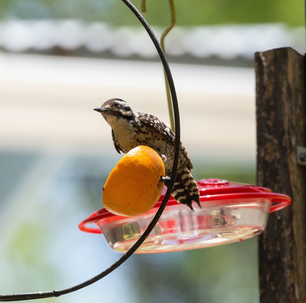 Ladder-backed Woodpecker - Allan Spradling