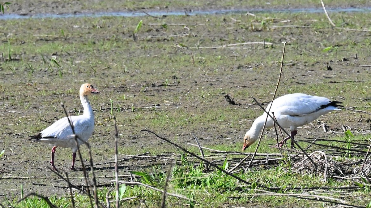 Snow Goose - Tim Saylor