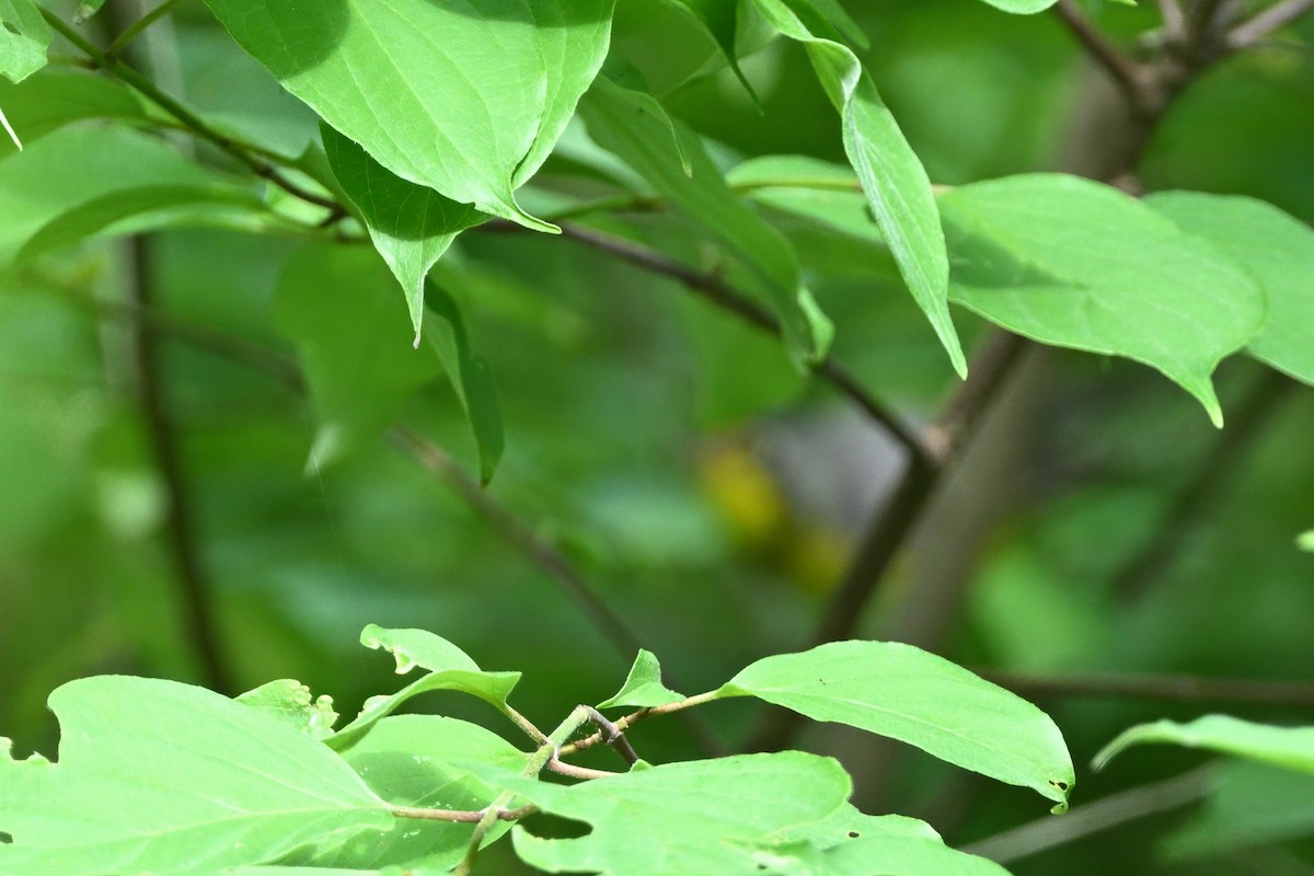 Canada Warbler - ML619592131