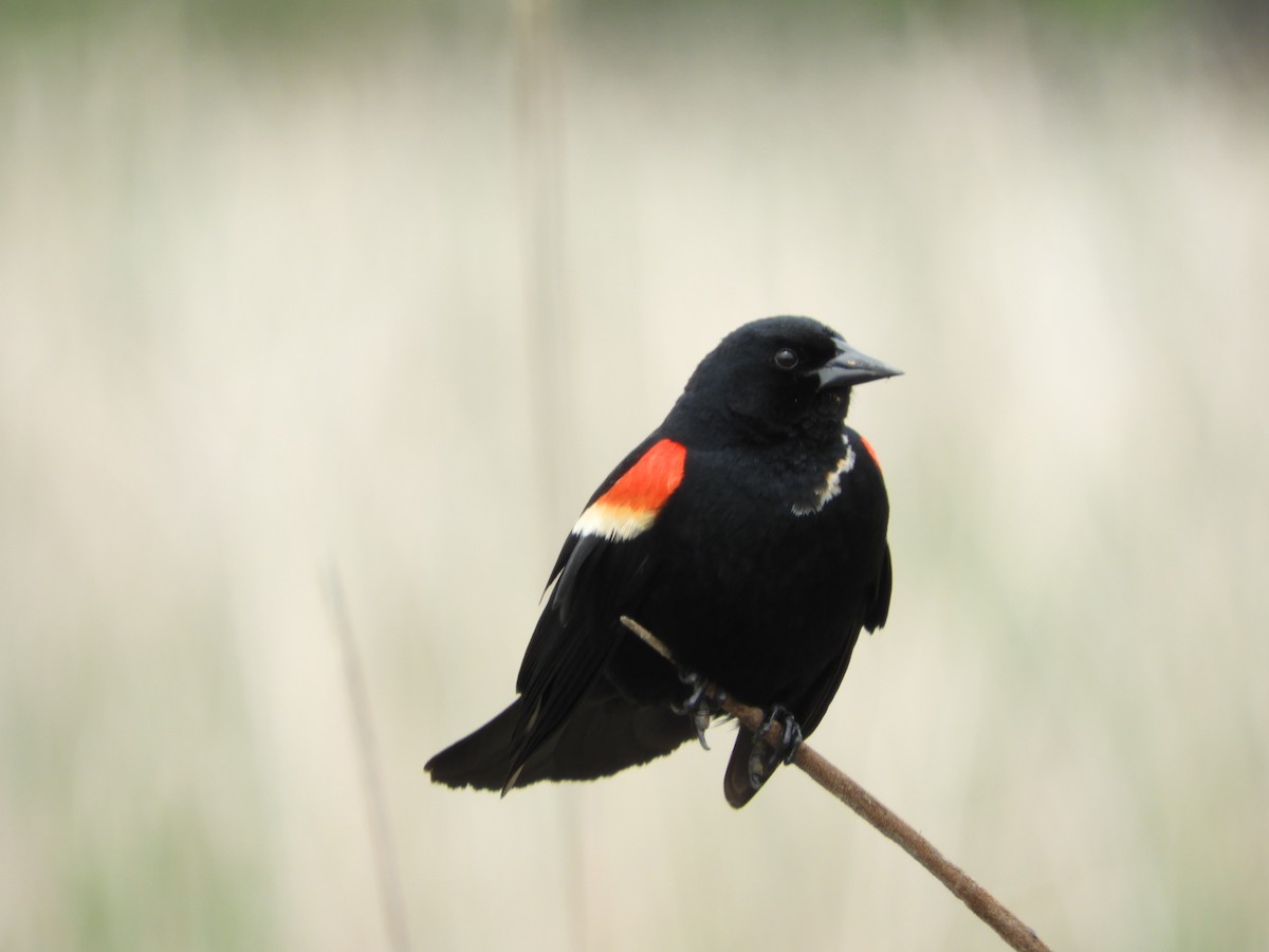 Red-winged Blackbird - Thomas Bürgi