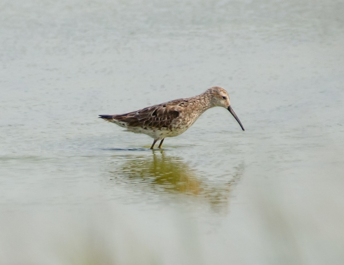 Stilt Sandpiper - Andrea Salas