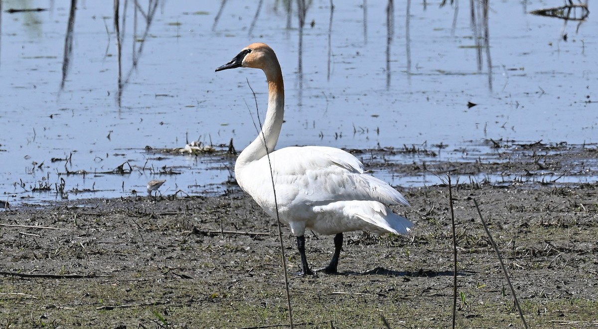 Trumpeter Swan - Tim Saylor