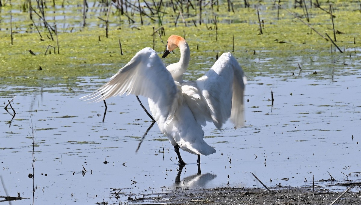 Trumpeter Swan - Tim Saylor