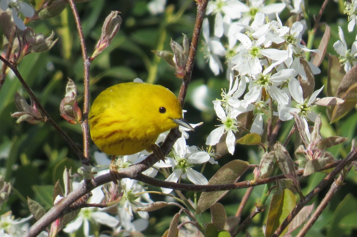 Yellow Warbler - Linda  LaBella