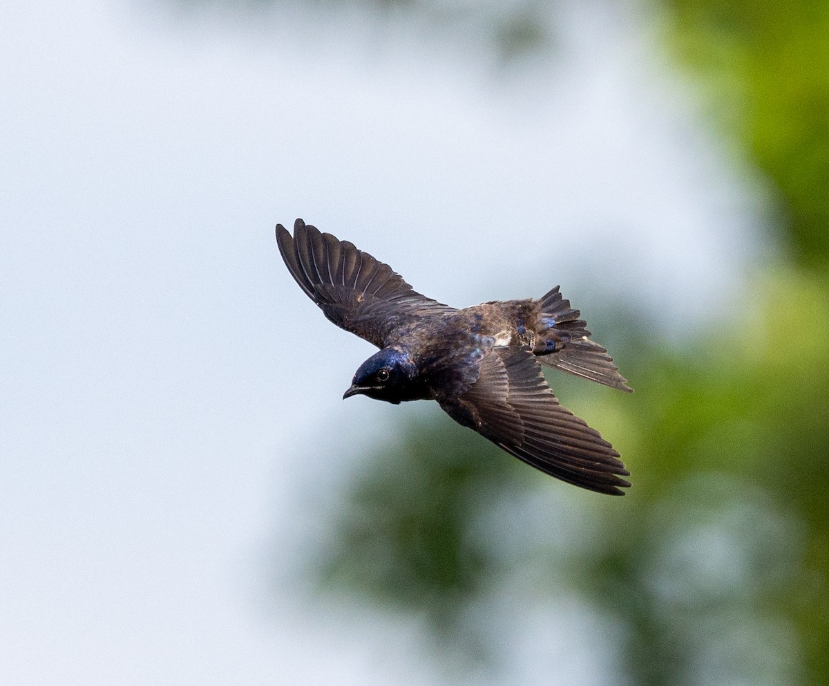 Purple Martin - Scott Murphy