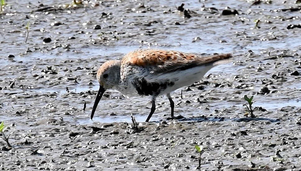 Dunlin - Tim Saylor