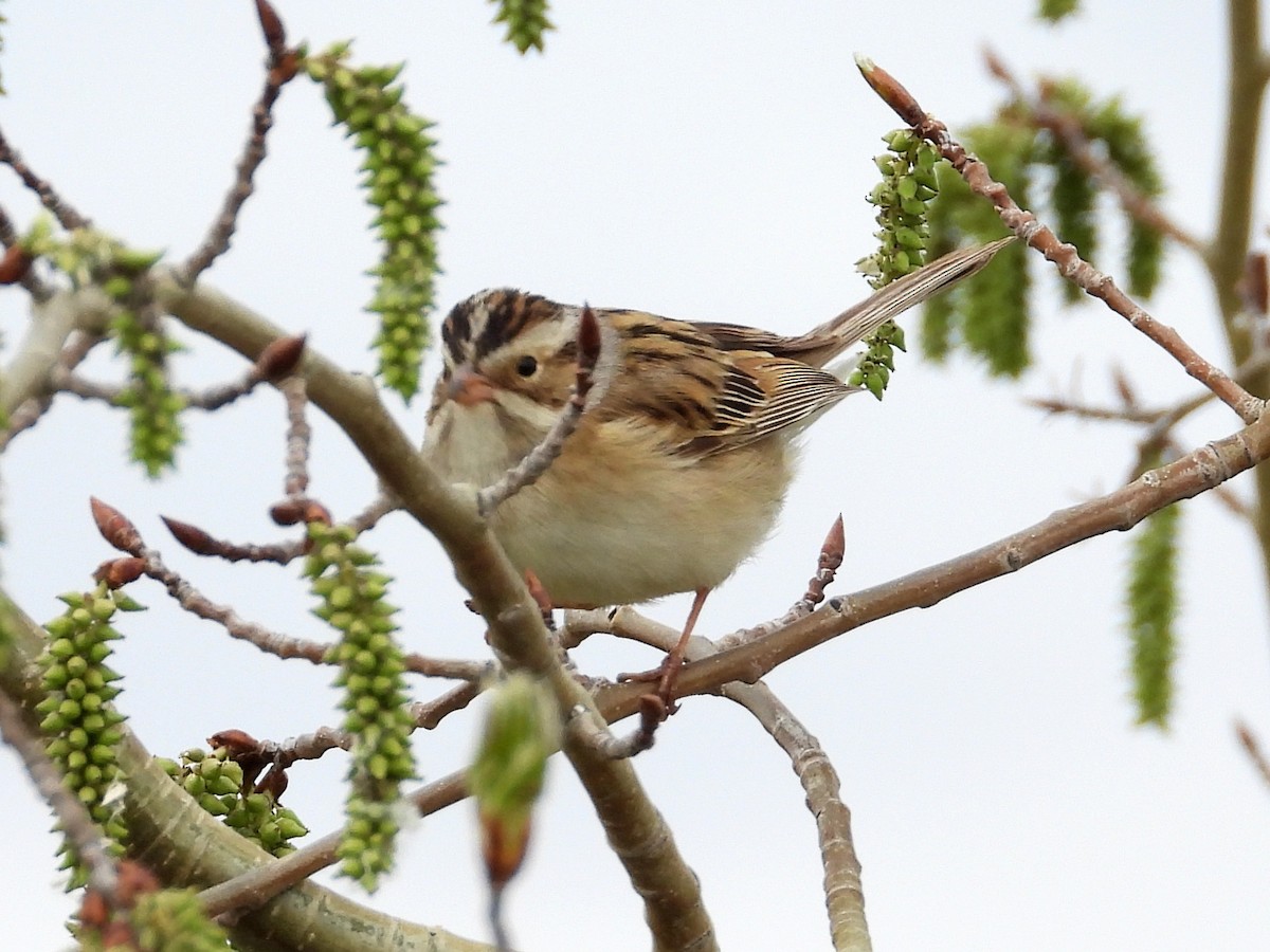 Clay-colored Sparrow - Ted Hogg