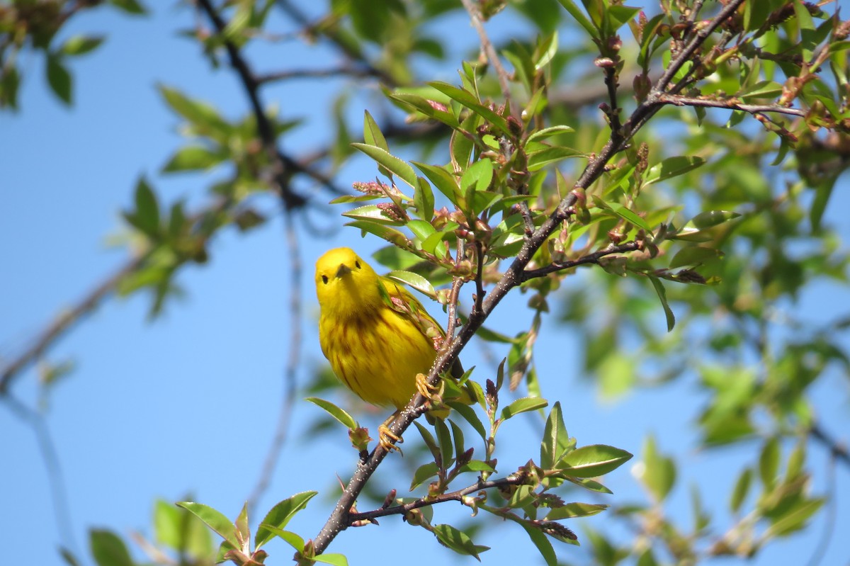 Yellow Warbler - Linda  LaBella