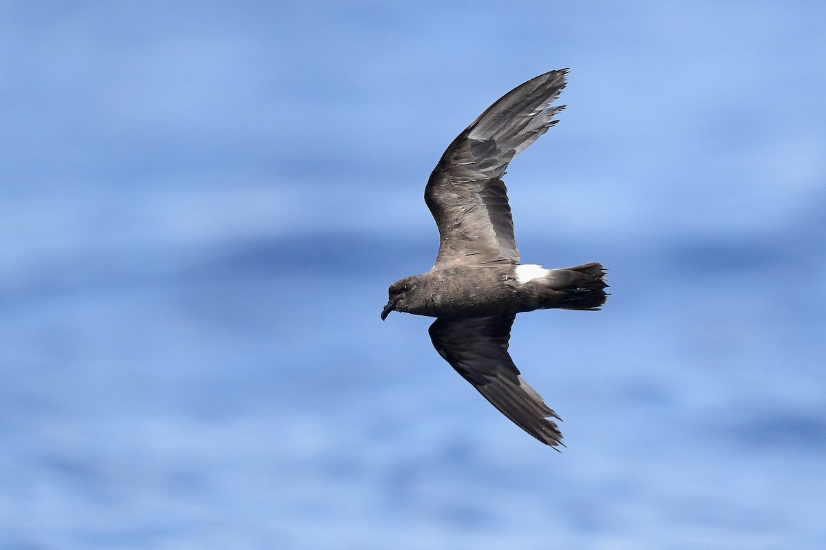 Band-rumped Storm-Petrel - Kate Sutherland