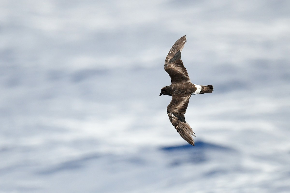 Band-rumped Storm-Petrel - Kate Sutherland