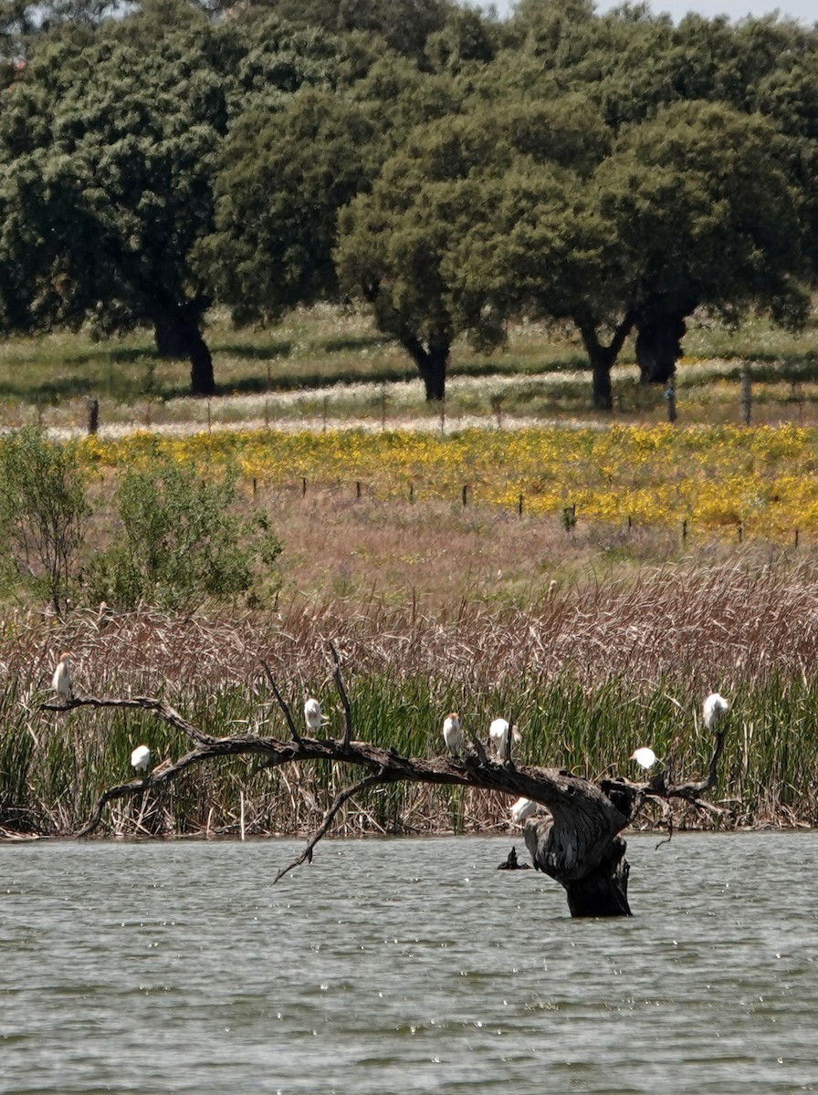 Western Cattle Egret - ML619592161