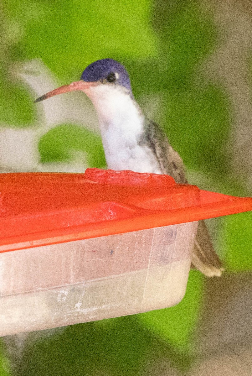 Violet-crowned Hummingbird - Allan Spradling