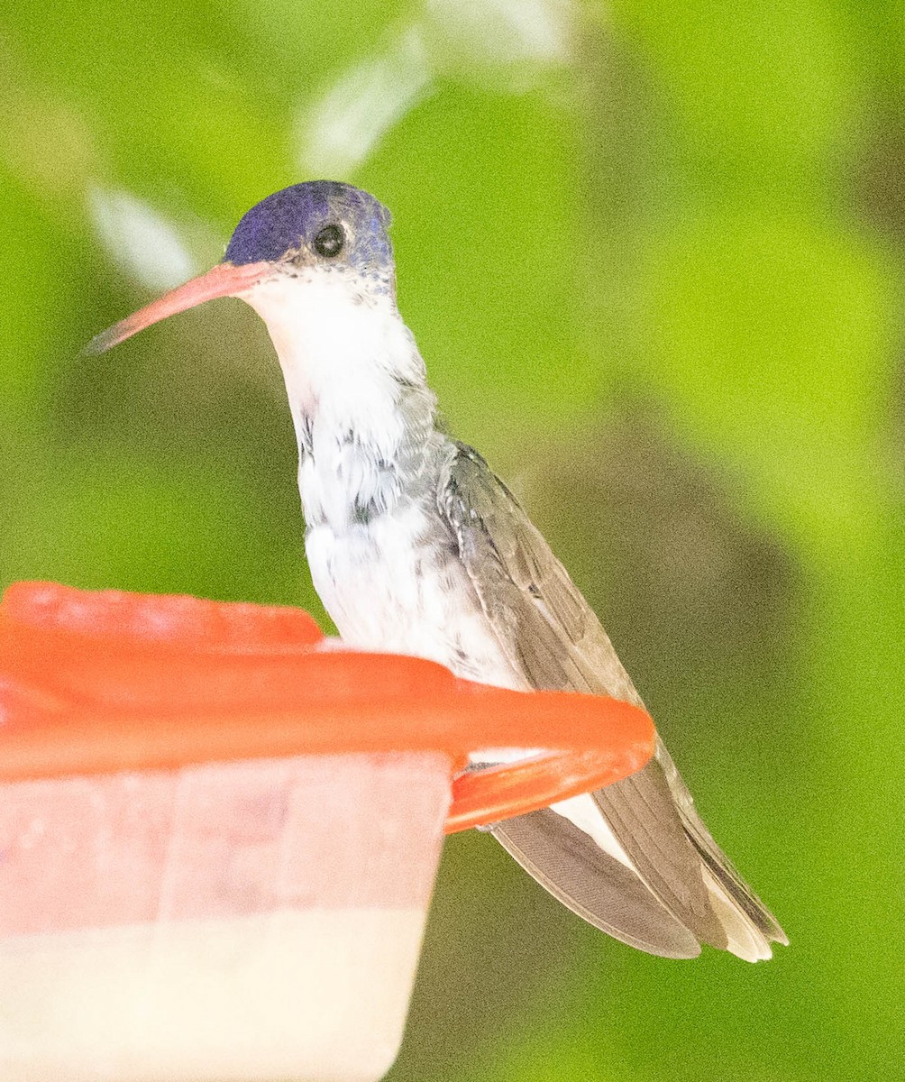 Violet-crowned Hummingbird - Allan Spradling