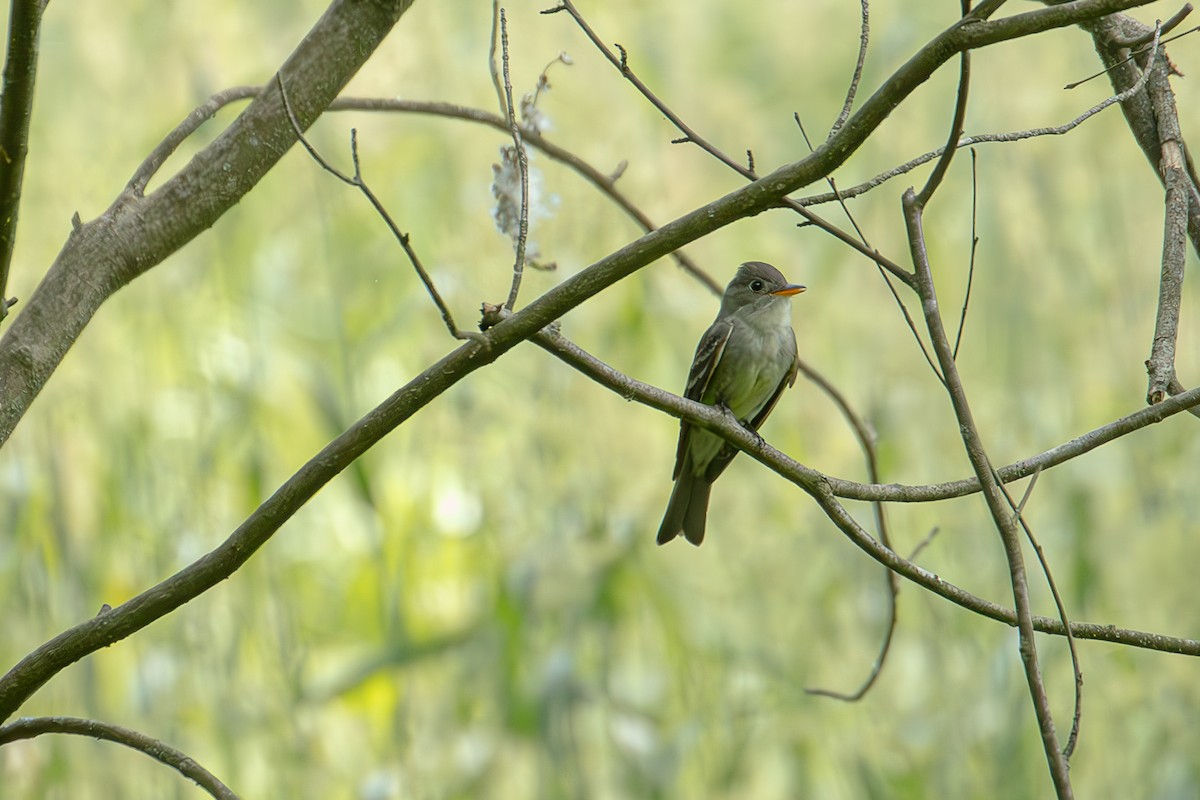 Eastern Wood-Pewee - Stephanie Jensen