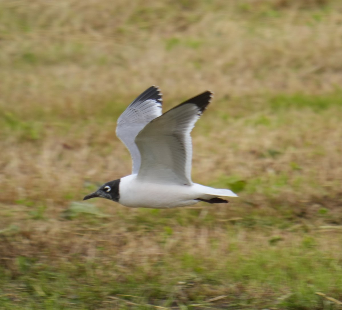 Franklin's Gull - Kevin Scaldeferri