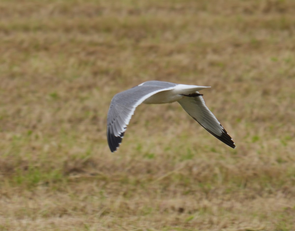 Franklin's Gull - Kevin Scaldeferri