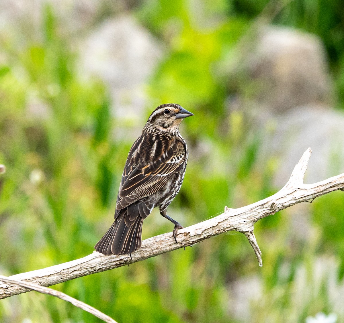 Red-winged Blackbird - Scott Murphy