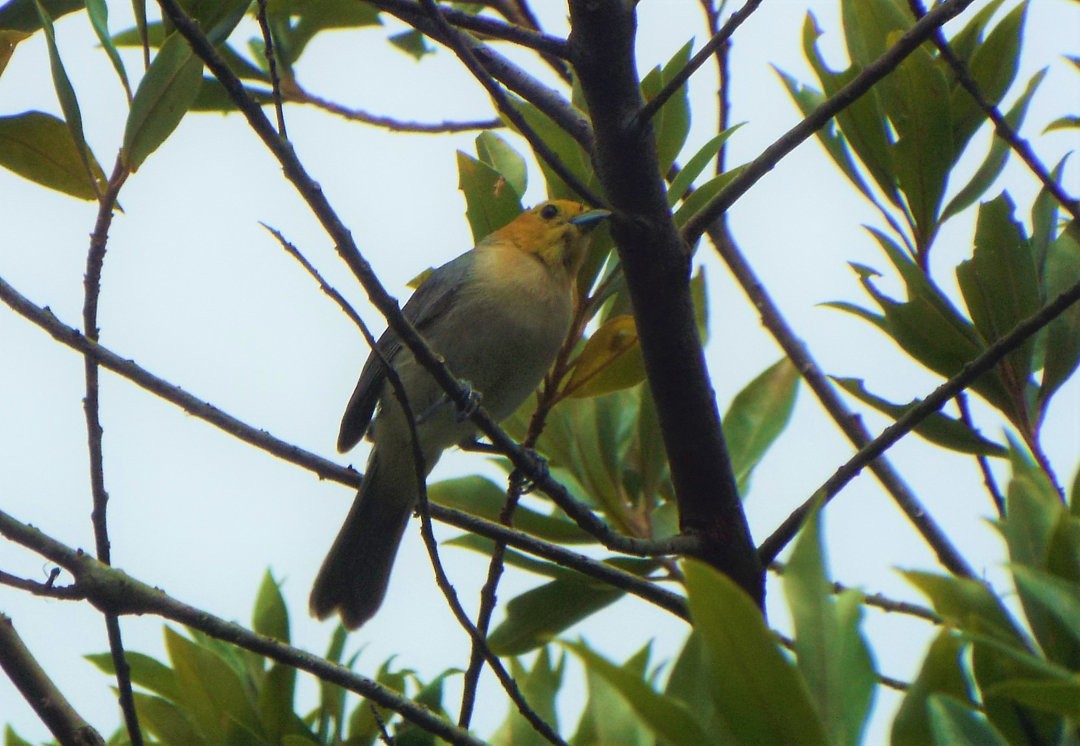 Orange-headed Tanager - Henrique Heidi Horiyshi