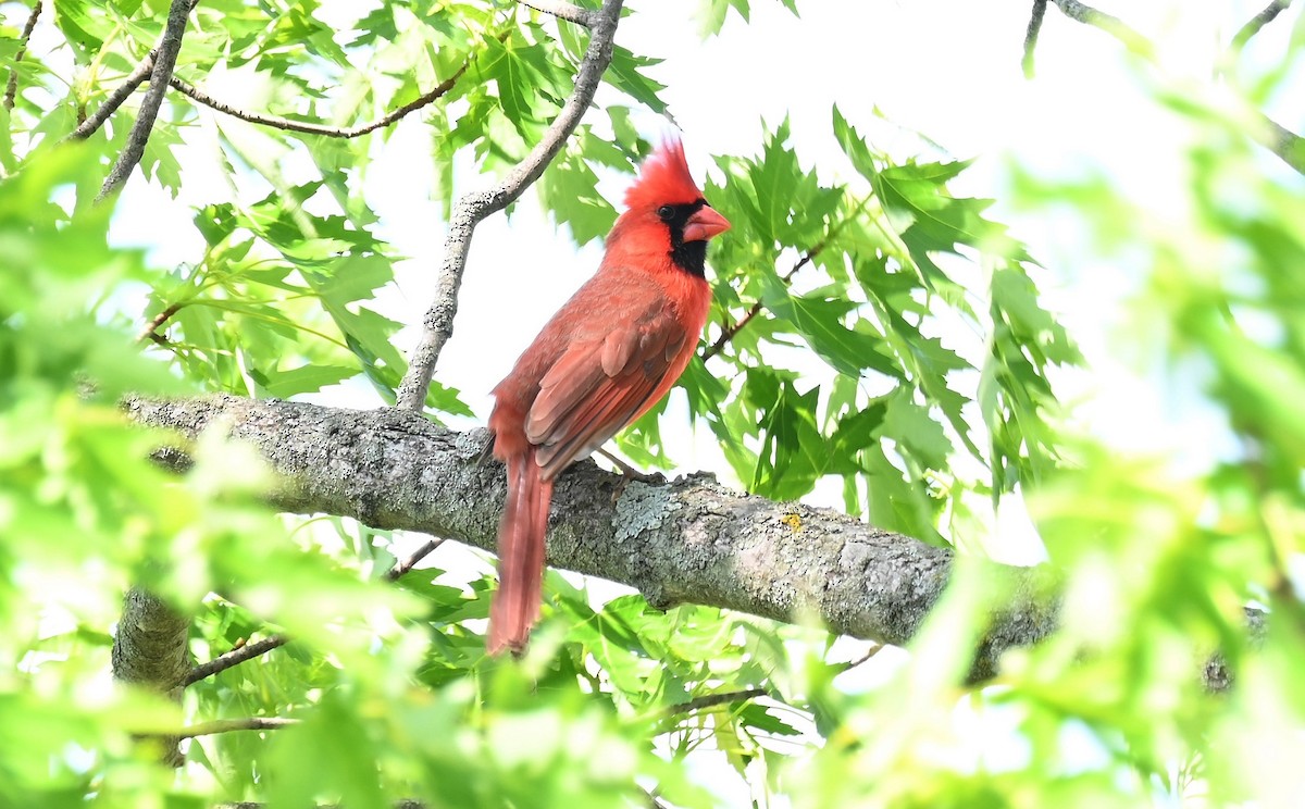 Cardenal Norteño - ML619592176