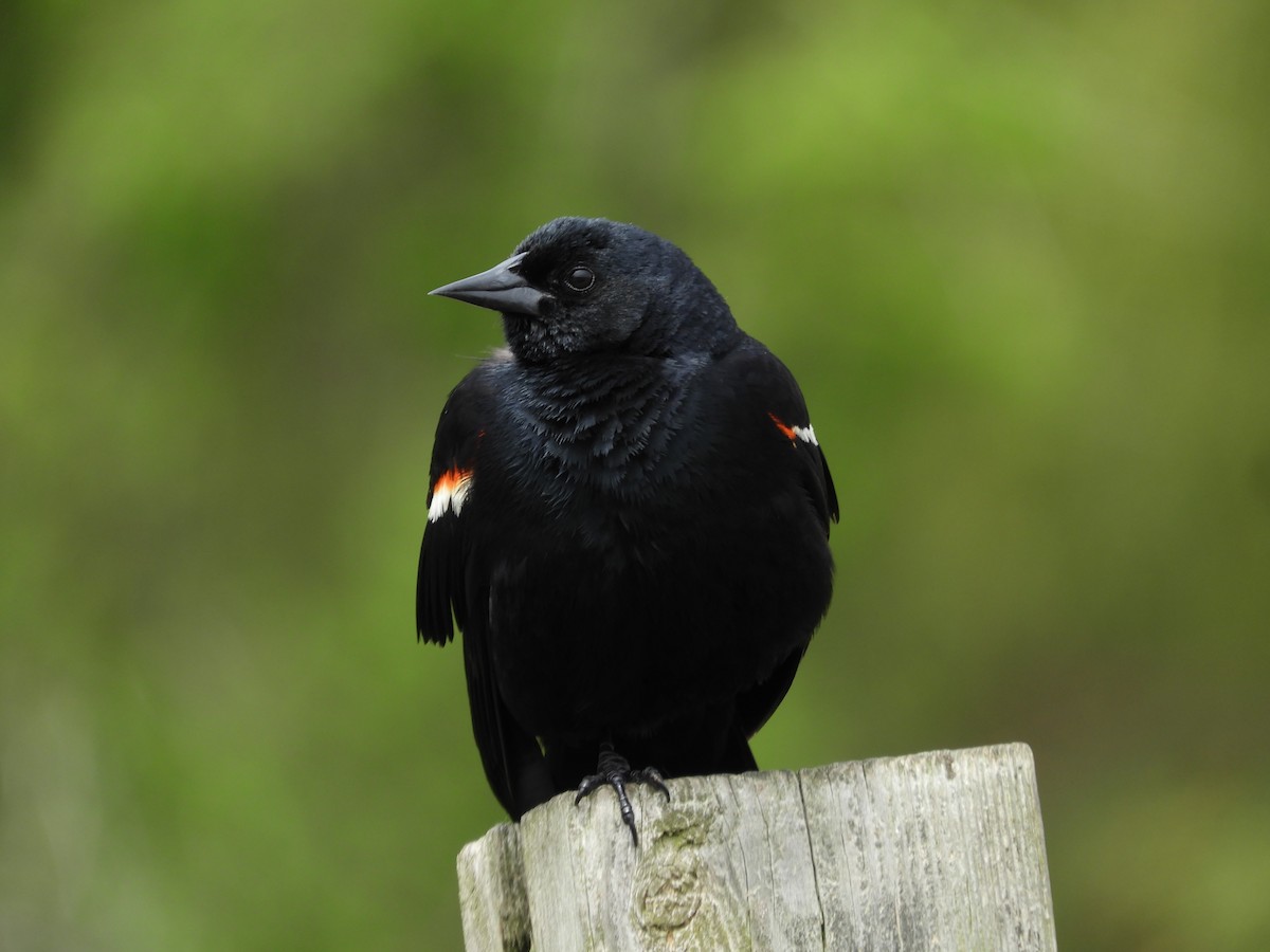 Red-winged Blackbird - Thomas Bürgi