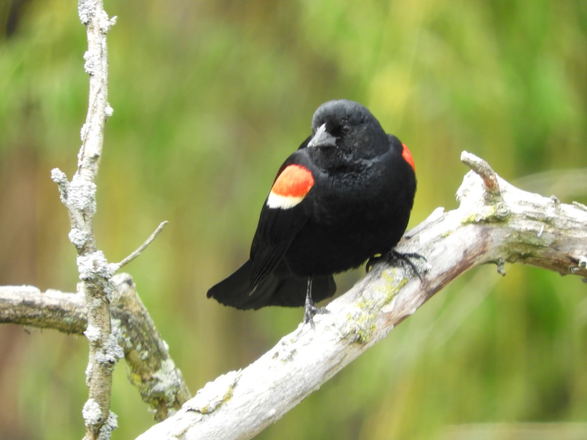 Red-winged Blackbird - Thomas Bürgi