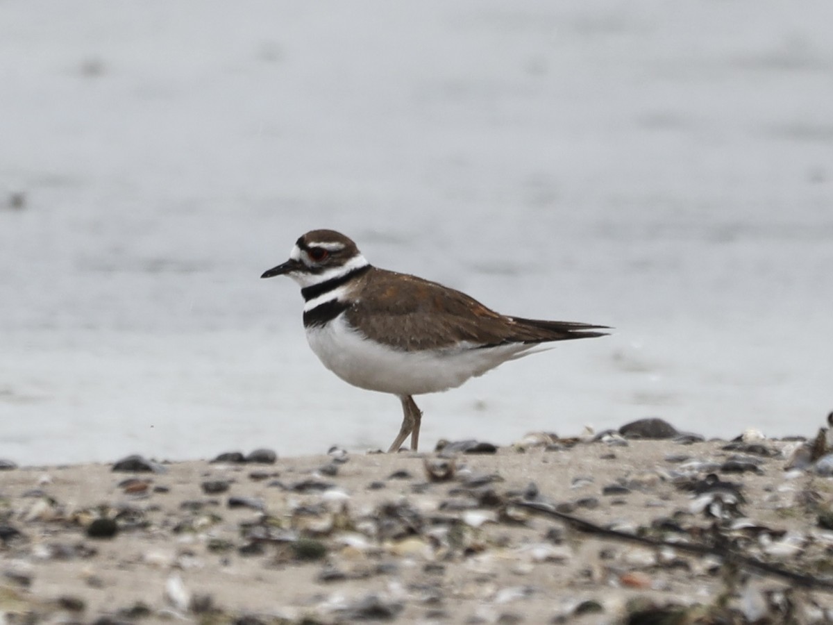 Killdeer - Mike McInnis