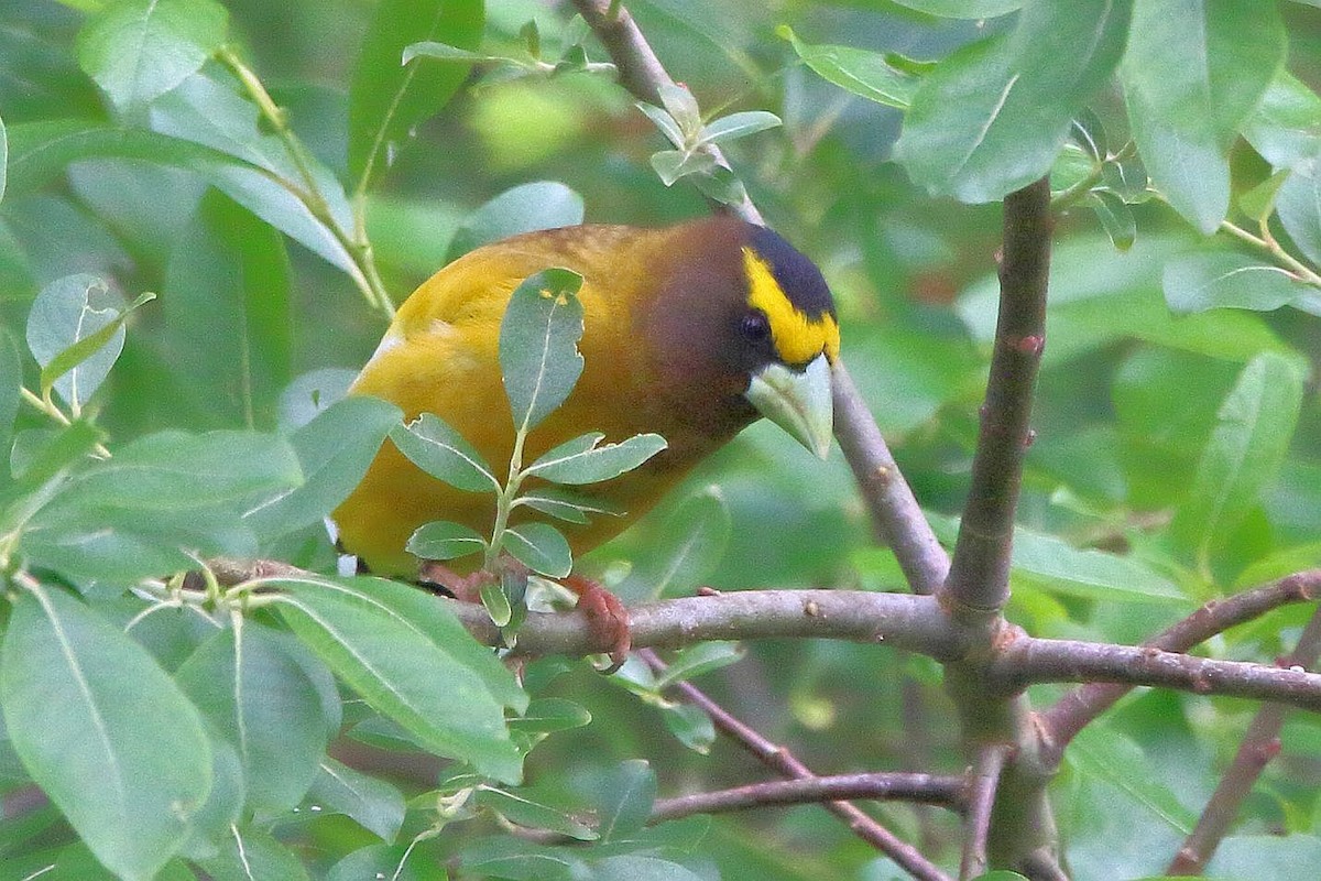 Evening Grosbeak - ML619592181