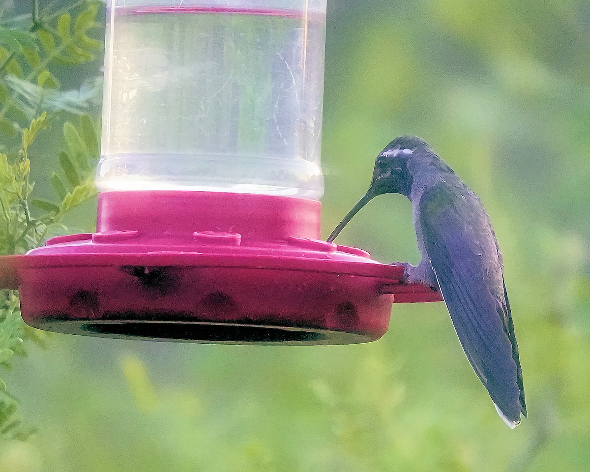 Rivoli's Hummingbird - Marie Ostrander