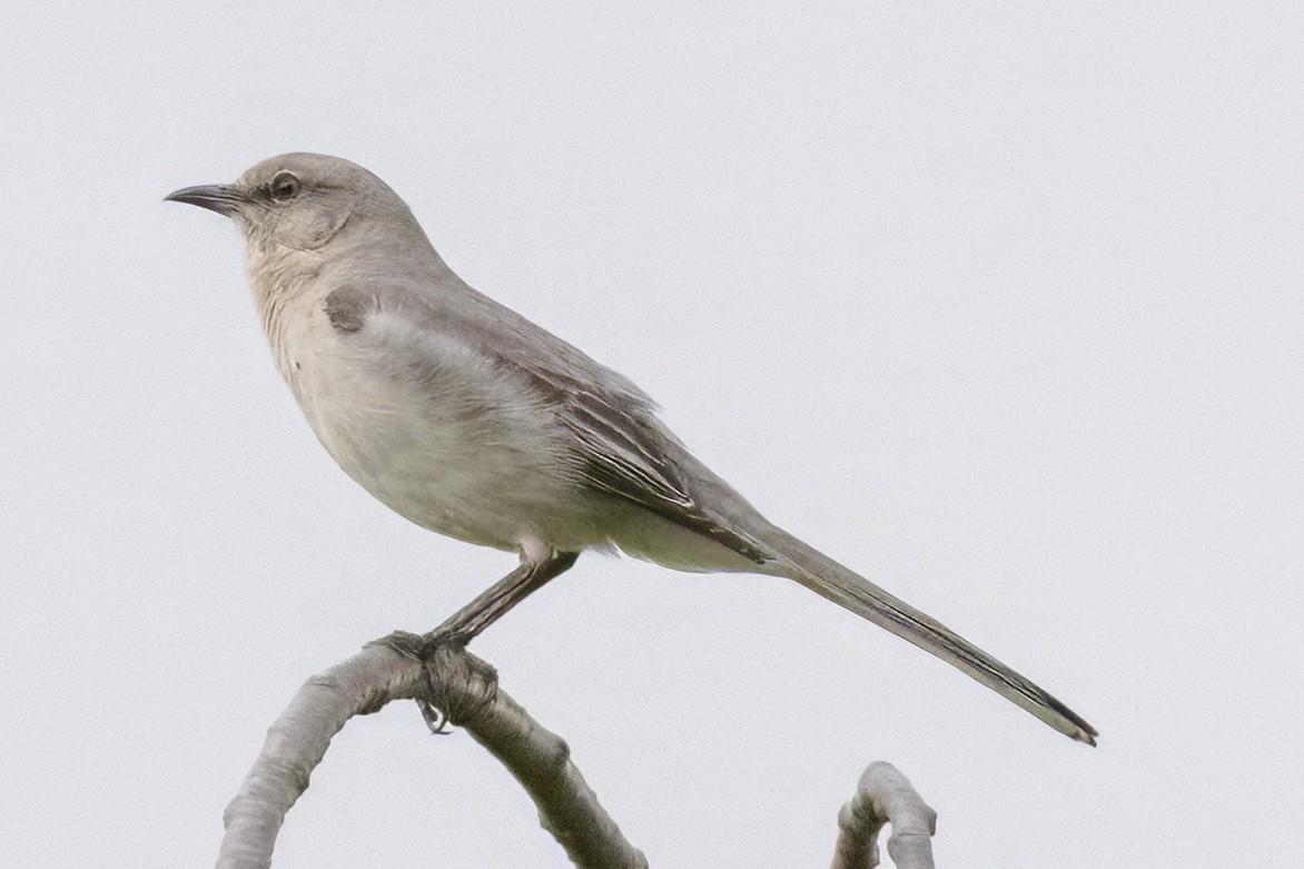 Northern Mockingbird - Scott Young