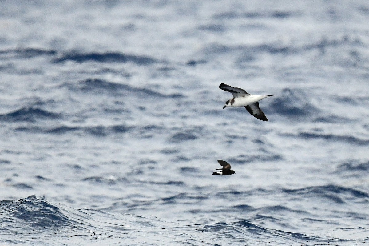 Black-capped Petrel (Dark-faced) - Kate Sutherland