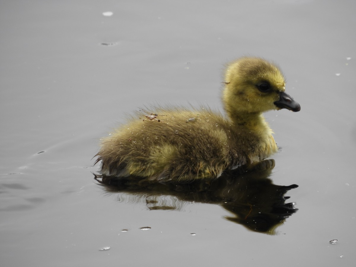 Canada Goose - Thomas Bürgi