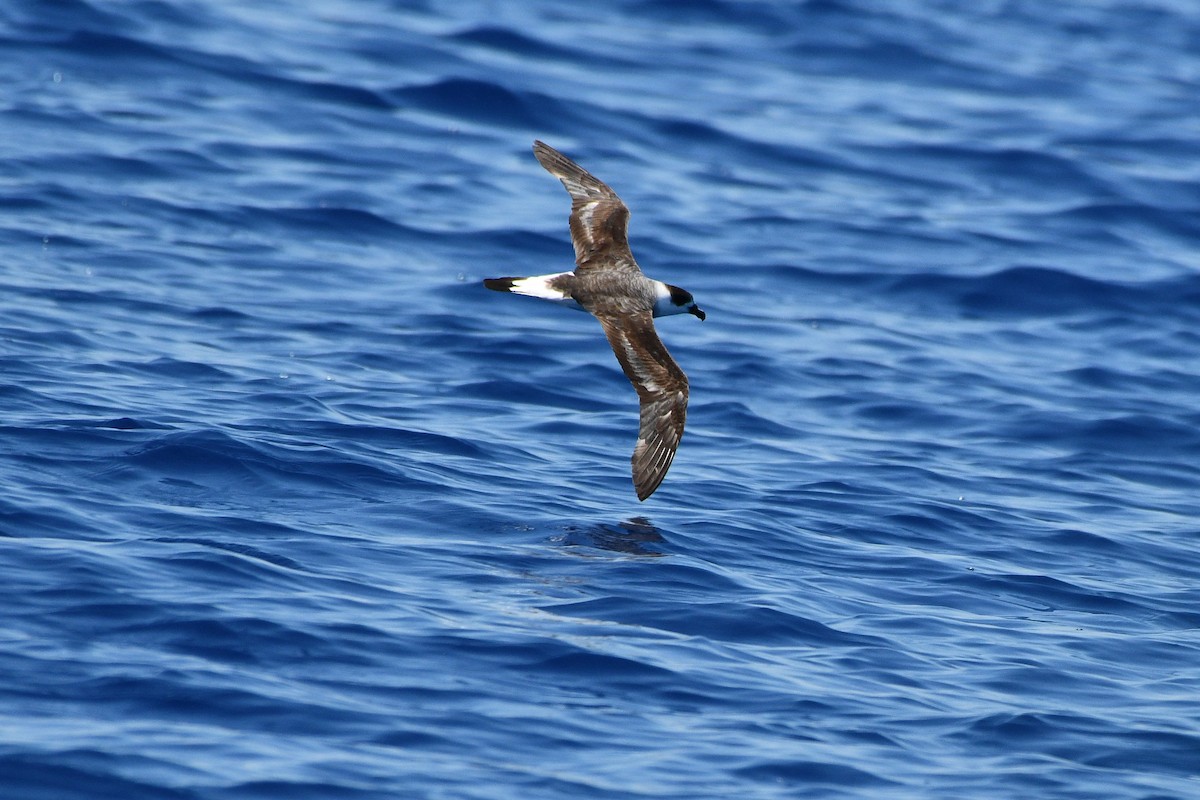 Black-capped Petrel - Julian Campuzano Garrido