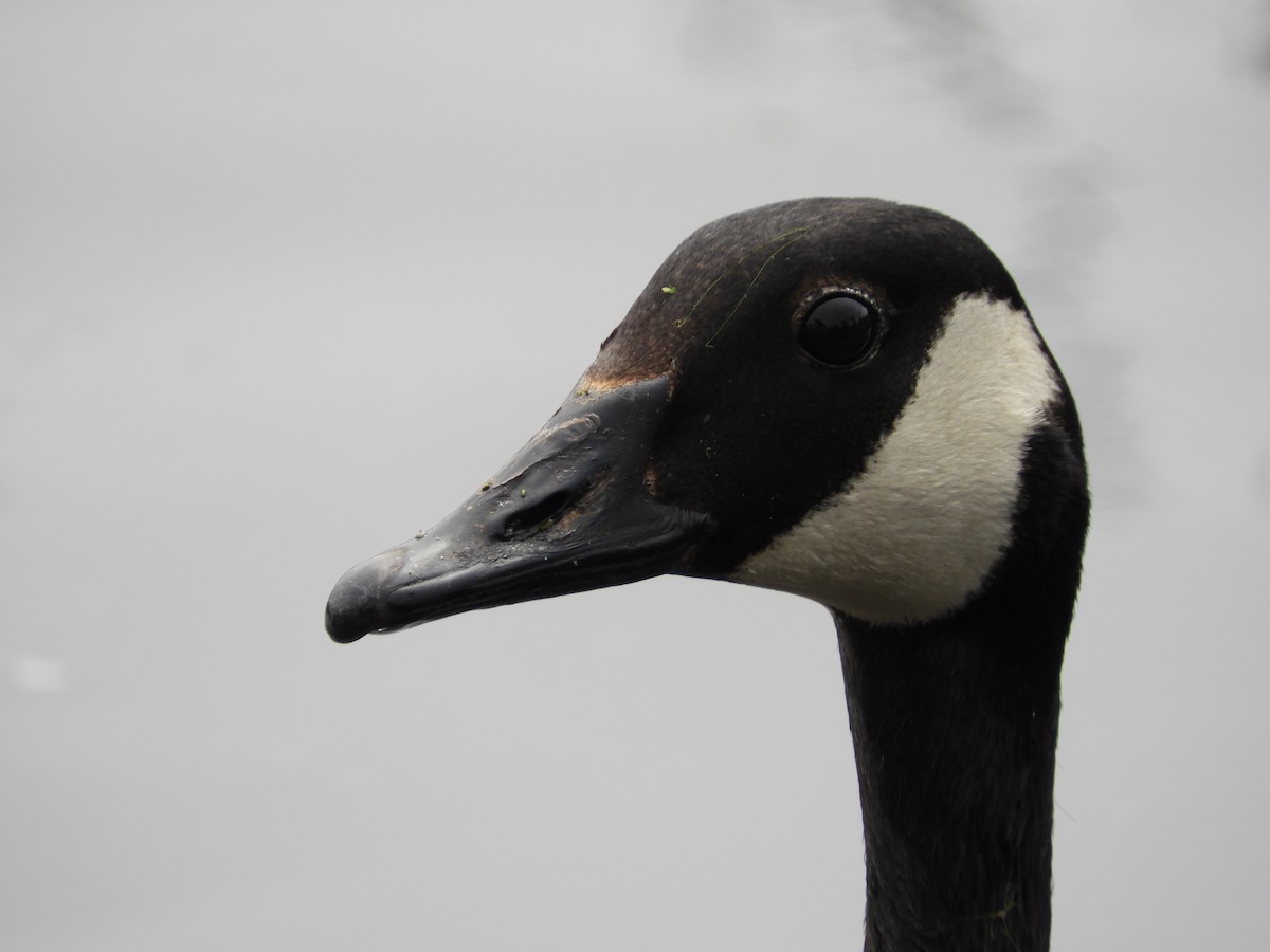 Canada Goose - Thomas Bürgi