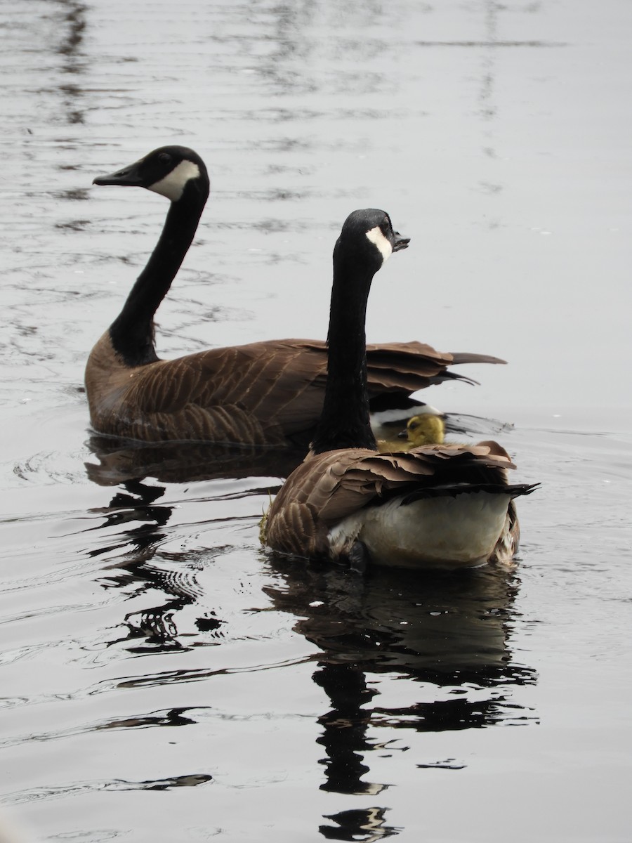 Canada Goose - Thomas Bürgi