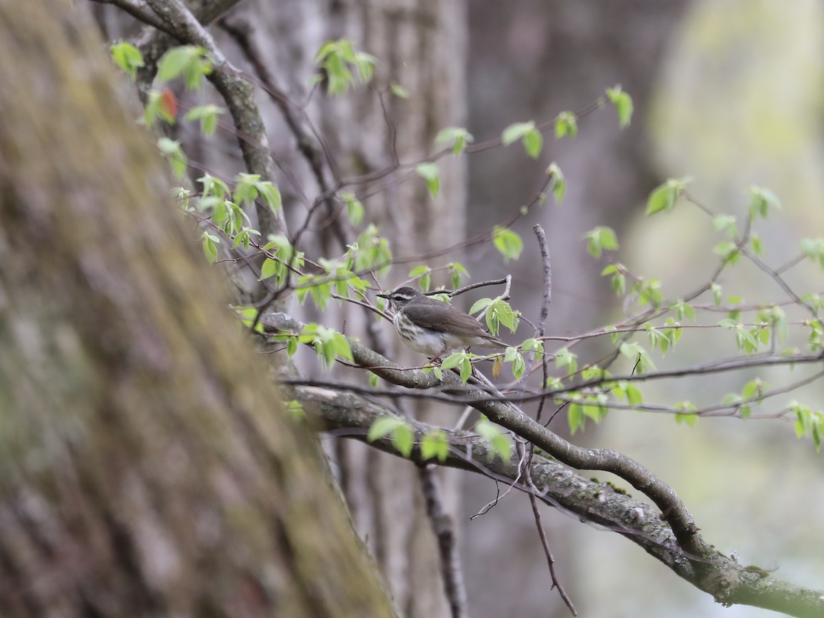 Louisiana Waterthrush - Daniel Hinnebusch