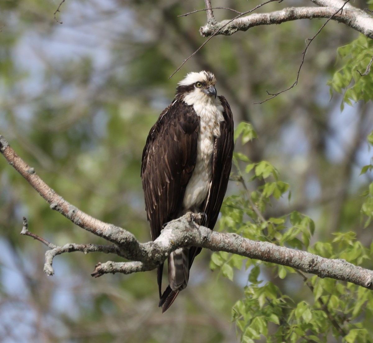 Osprey - Mike McInnis