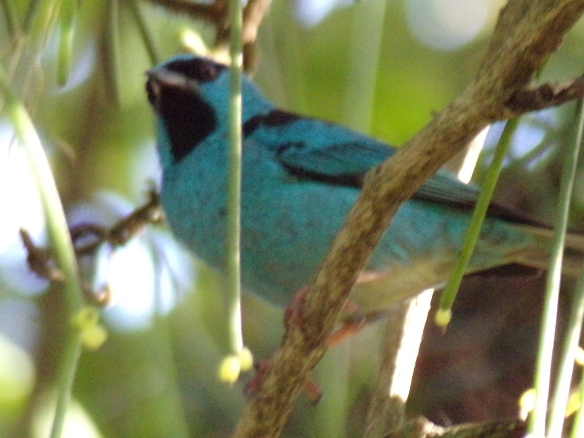 Blue Dacnis - Antonio Sturion Junior