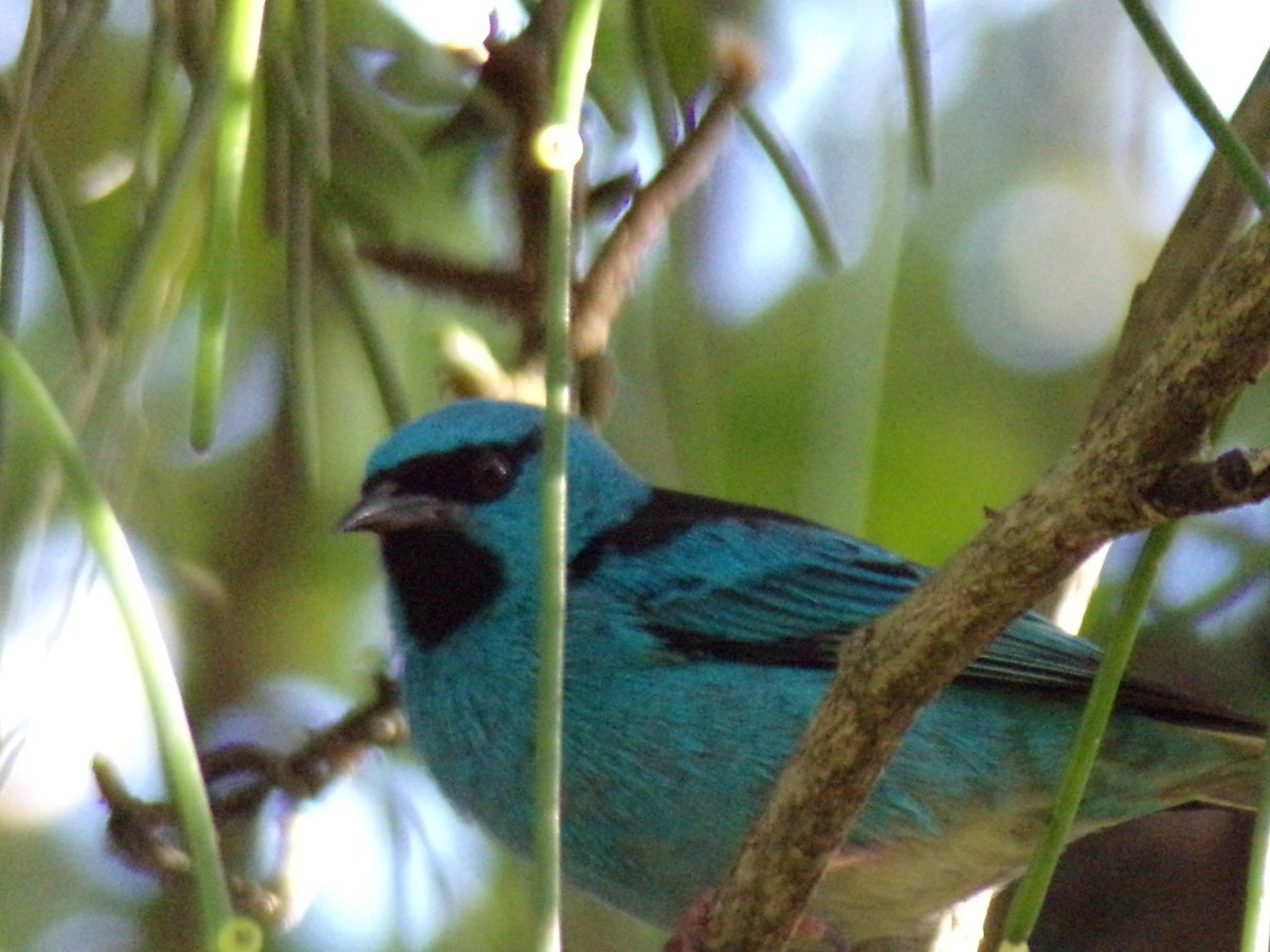 Blue Dacnis - Antonio Sturion Junior