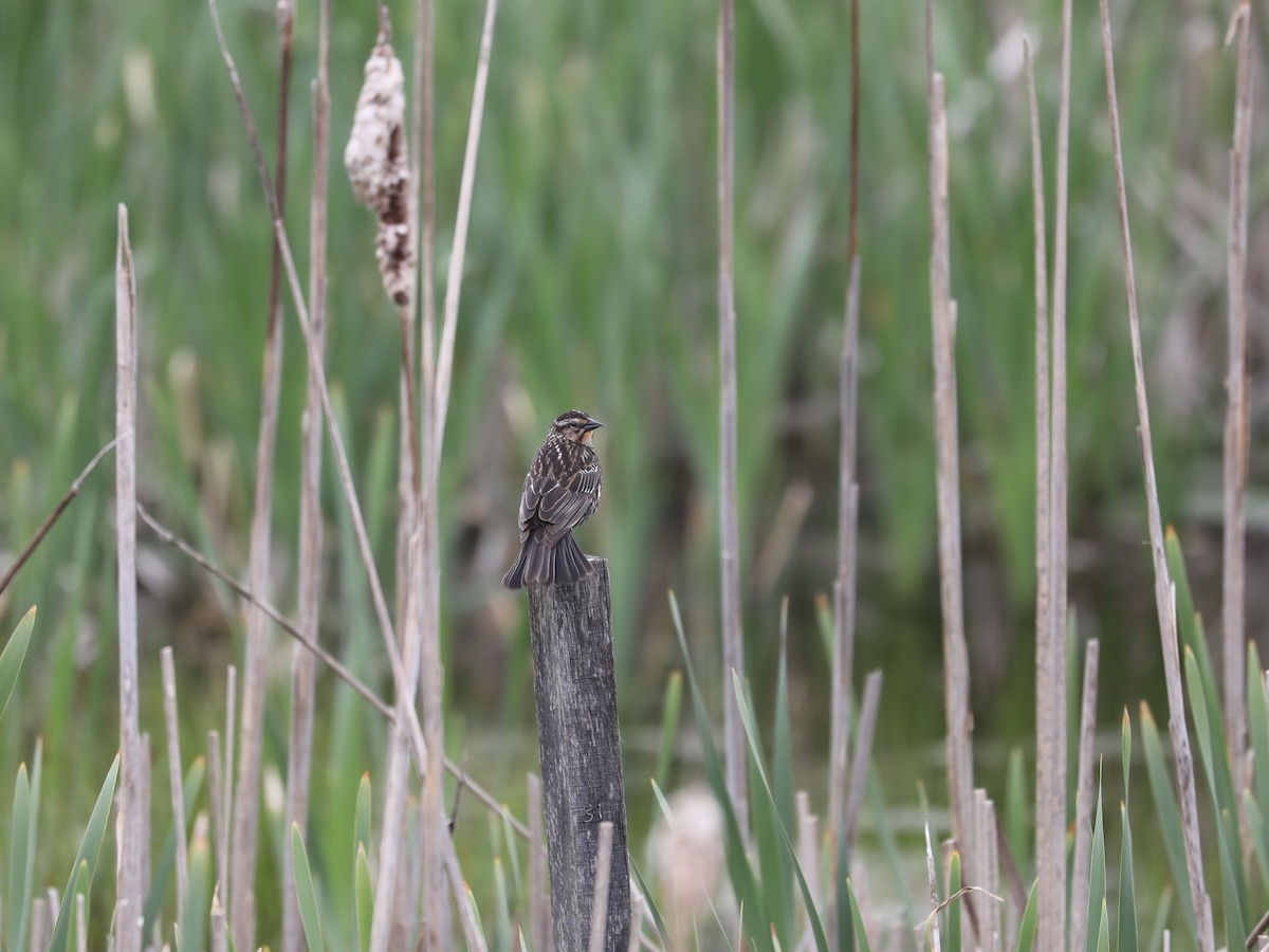 Red-winged Blackbird - Daniel Hinnebusch