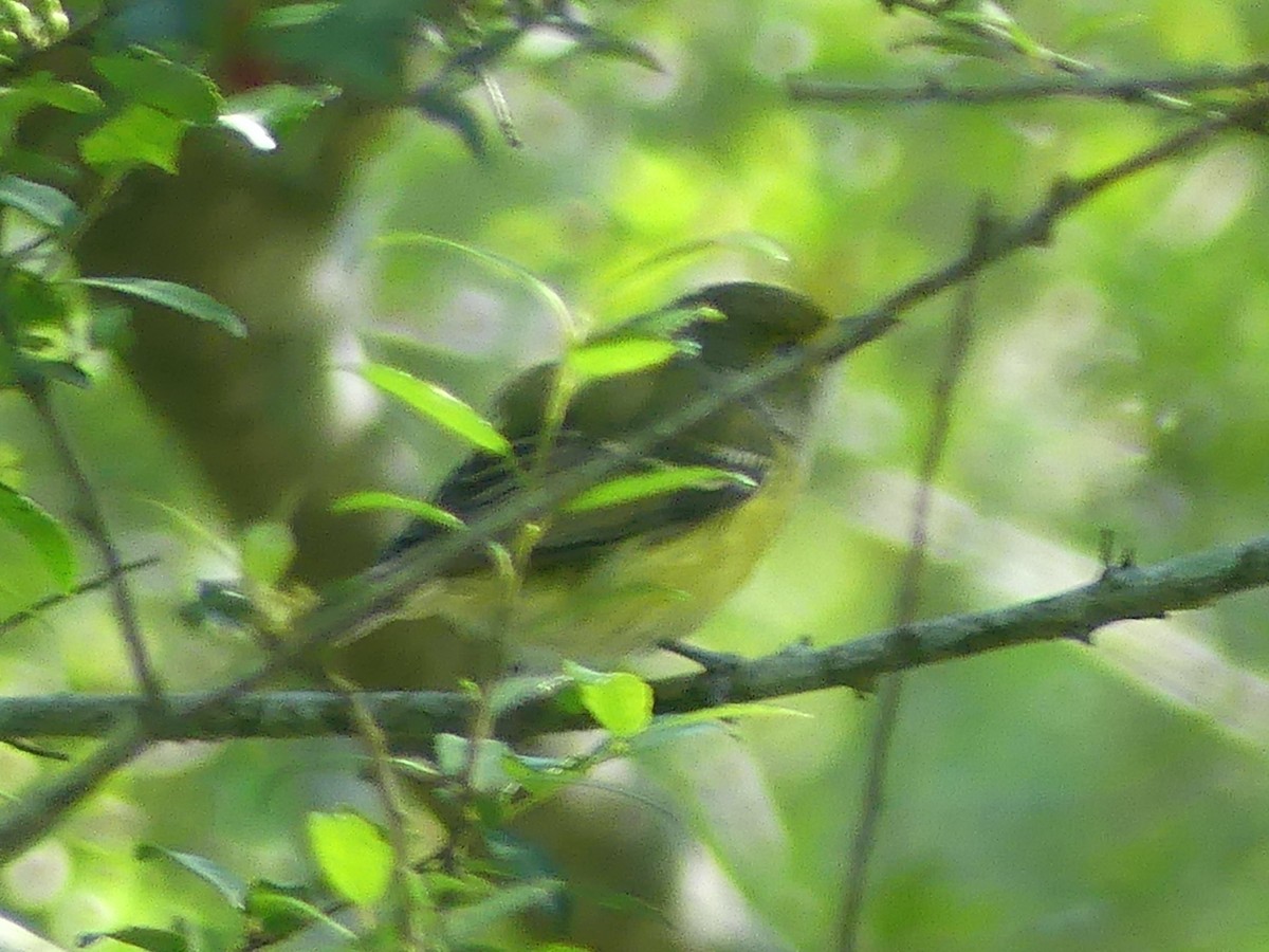 White-eyed Vireo - Eamon Corbett