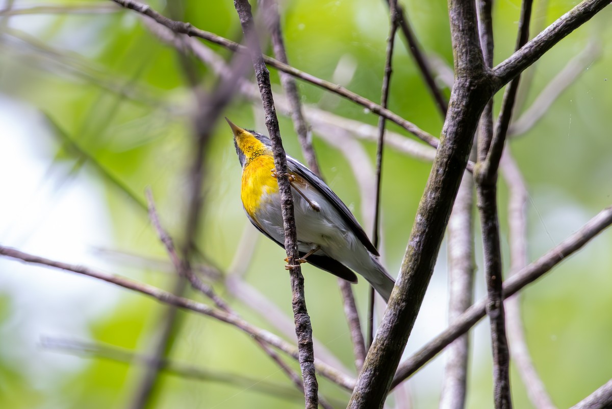 Northern Parula - Mason Flint