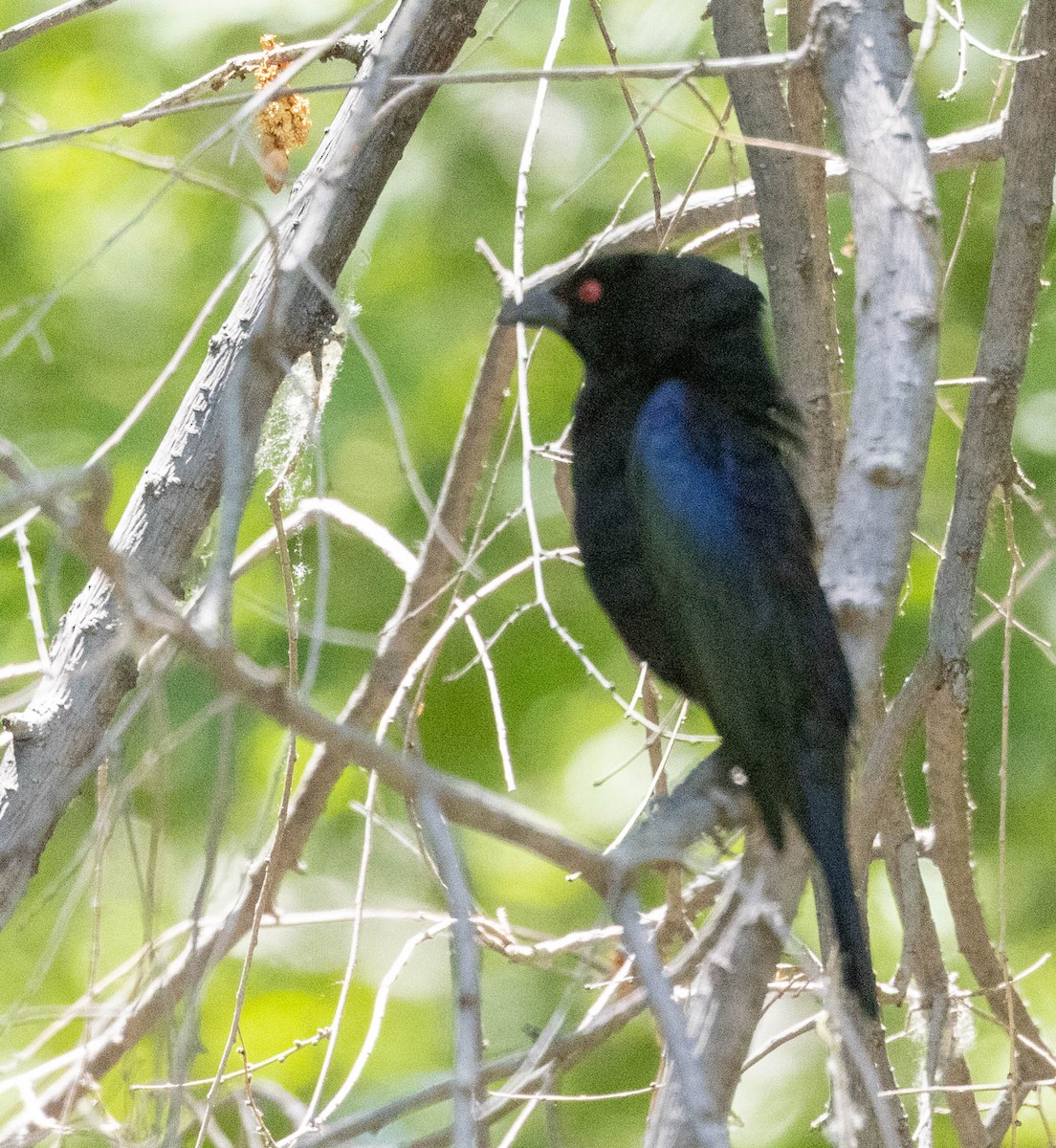 Bronzed Cowbird - Allan Spradling