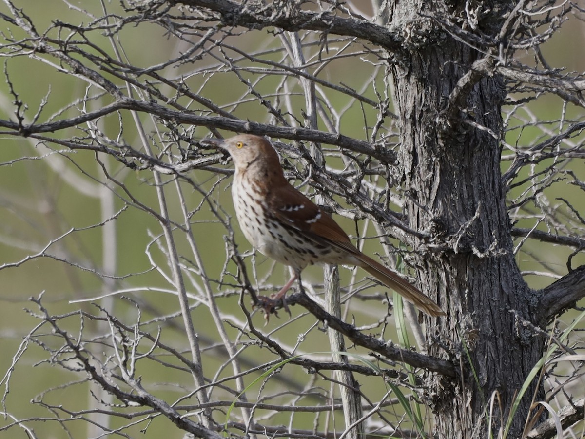 Brown Thrasher - Mike McInnis