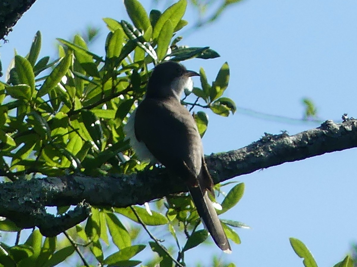 Yellow-billed Cuckoo - ML619592242