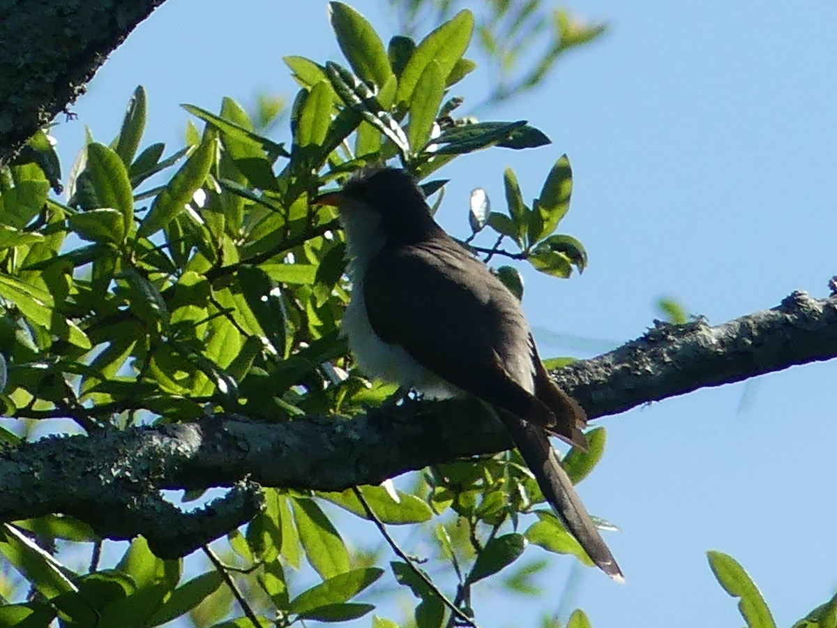 Yellow-billed Cuckoo - ML619592245