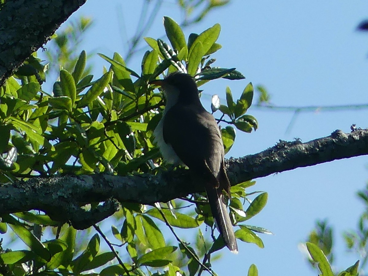 Yellow-billed Cuckoo - ML619592247